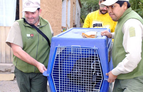 Guardaparques rescataron un cóndor andino en Cafayate