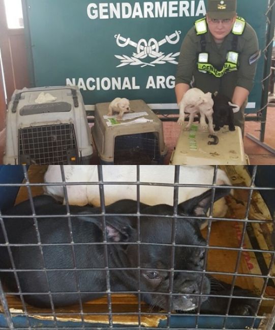Gendarmería rescató a siete cachorros Bulldog Francés