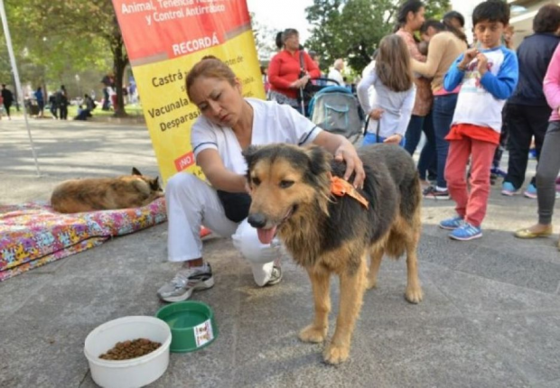 Invitan a voluntarios para la recepción de perros peregrinos