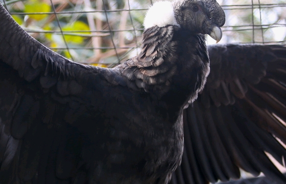 Todo listo para la liberación del cóndor “Qhawaq”