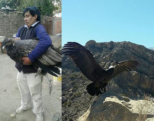 #OrgulloSalteño Jesus Maitta el cafayateño que encontró al cóndor Qhawaq