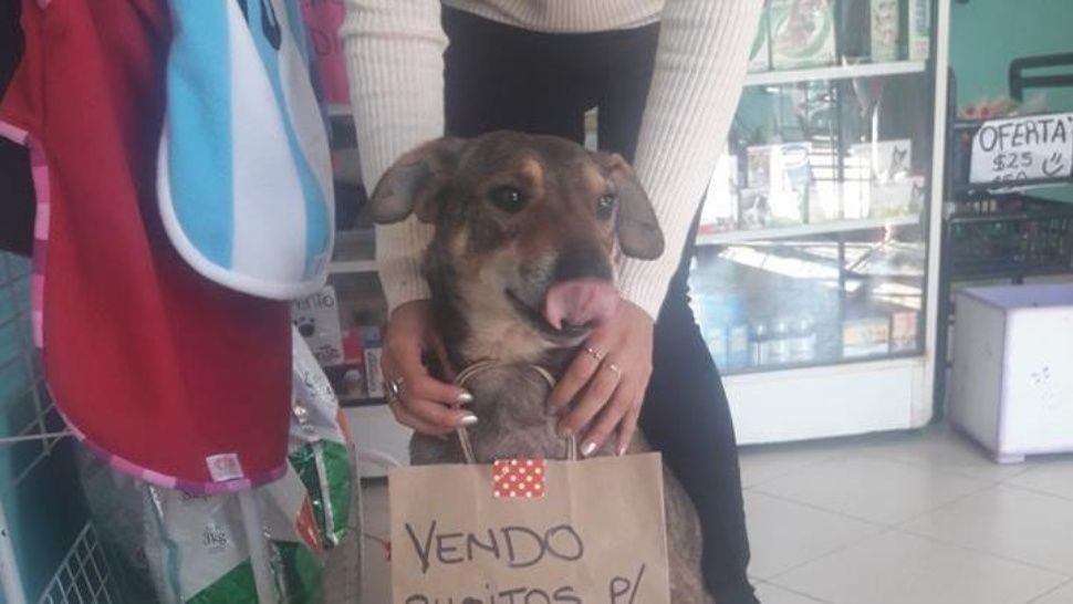 Perrito con cáncer vende “busitos” para pagar el tratamiento