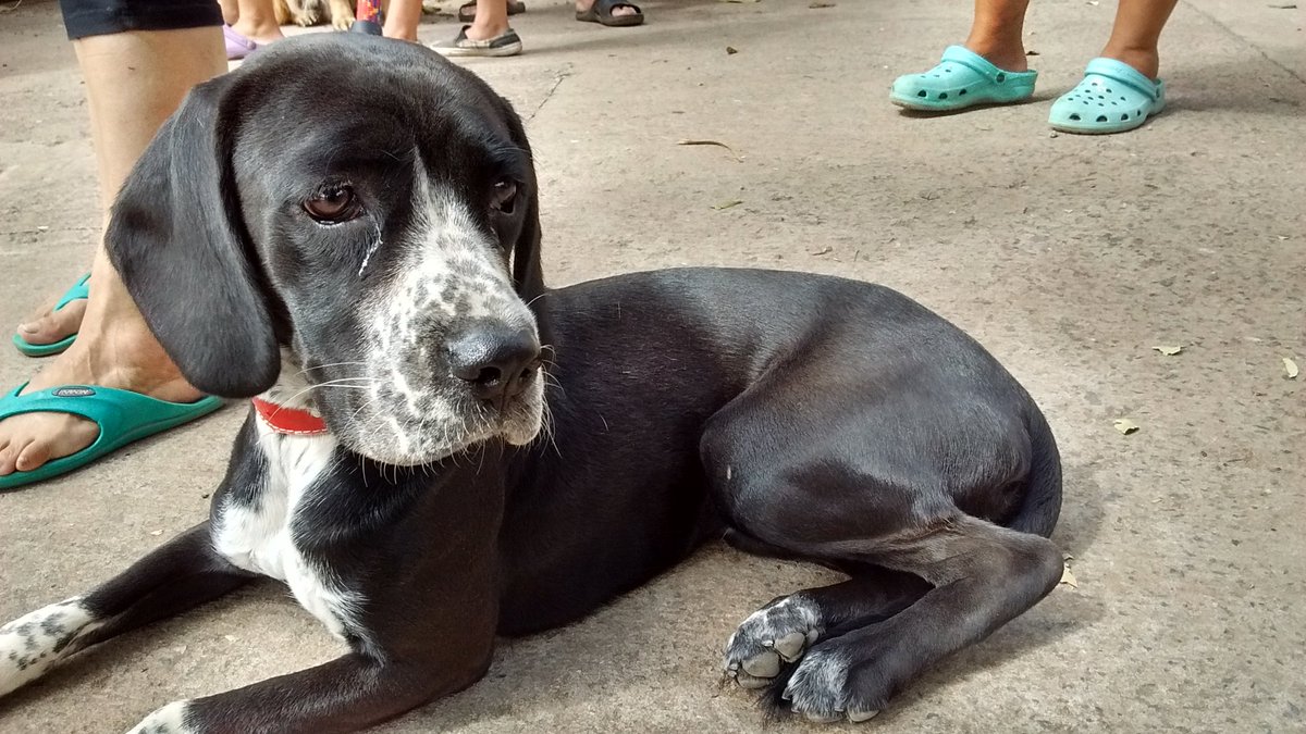 En el parque San Martín habrá una jornada para adoptar mascotas