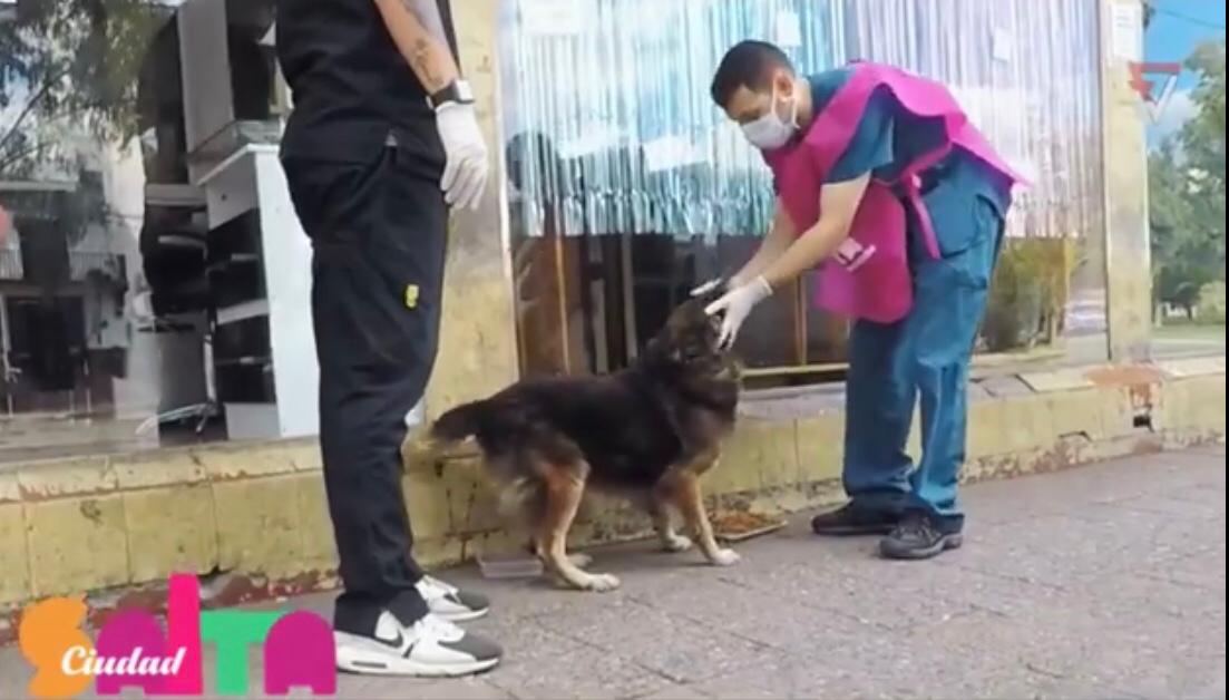 Voluntarios asisten a los animales en situación de calle