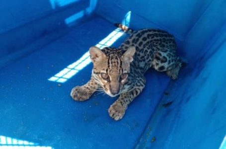 Volvió a su hábitat el ocelote que había sido atropellado en Orán