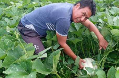 Huertas comunitarias: comunidades wichis realizaron sus primeras cosechas