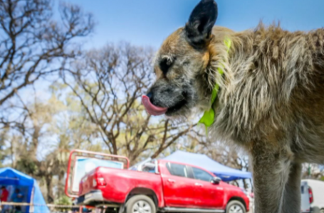 Convocan a proteccionistas y voluntarios para diagramar acciones por el Milagro