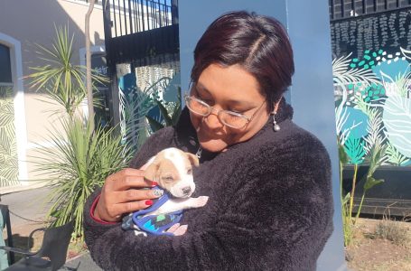 El viernes habrá una jornada de adopción de perros en el Shopping