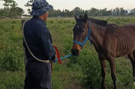La Policía de Salta desarrolló un Operativo de incautación de animales sueltos