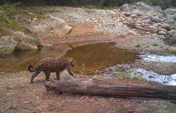 Nuevos estudios para analizar la población del yaguareté en las Yungas