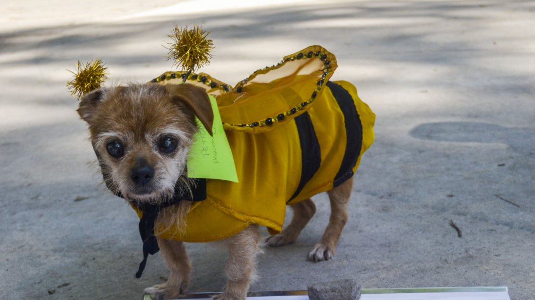 Se viene la cuarta edición de Animalandia