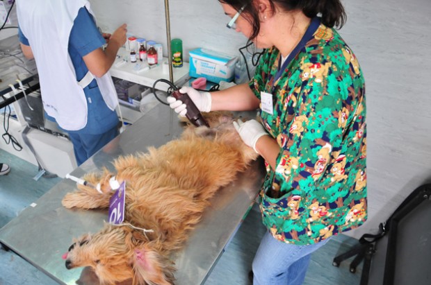 Los animales abandonados gozarán de prestaciones veterinarias