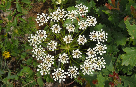 Proyecto Desarrollo Tecnológico de Material Genético de Comino y Anís