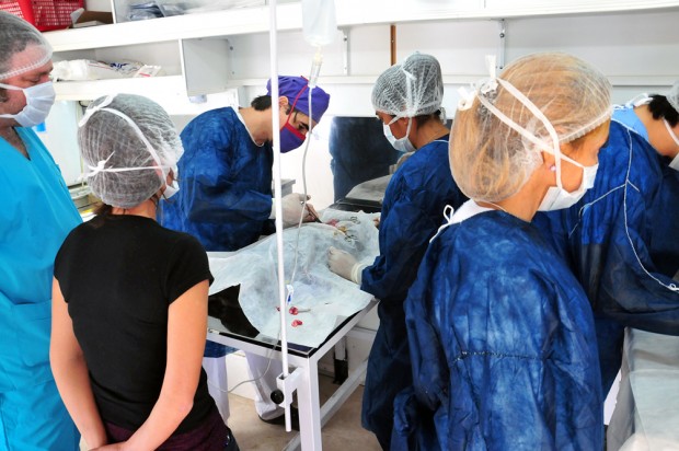 En Vaqueros se realizan castraciones gratuitas