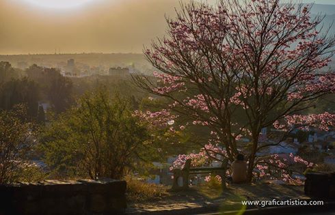 Finalizó con éxito la Semana del Árbol