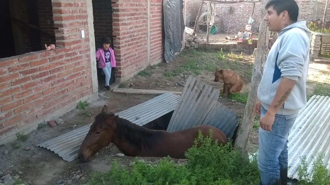 Cuerpo de Bomberos Voluntarios General Manuel Belgrano rescató un caballo