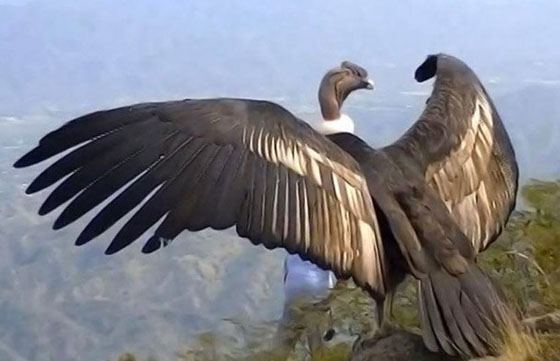 Con ayuda de la Fundación Bioandina Argentina se liberará  el cóndor “Luracatao”