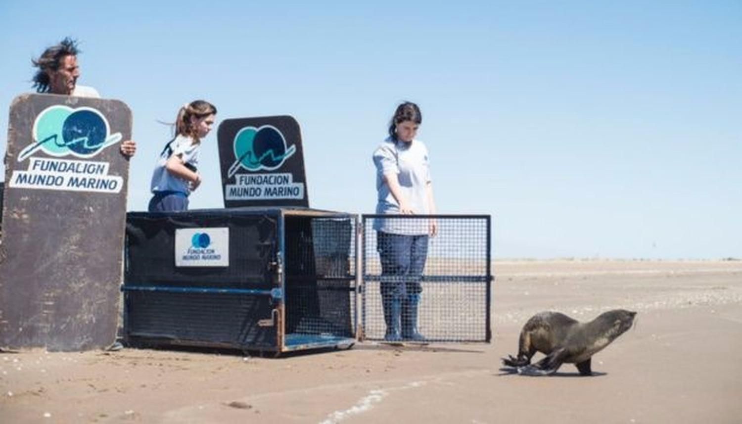 Con ayuda de Fundación Mundo Marino devolvieron a un lobito al mar