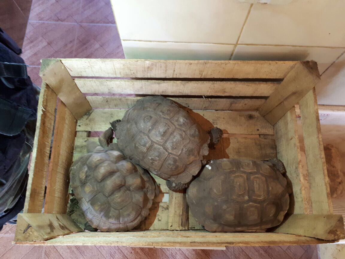 Rescataron animales silvestres en cautiverio de un domicilio en Güemes