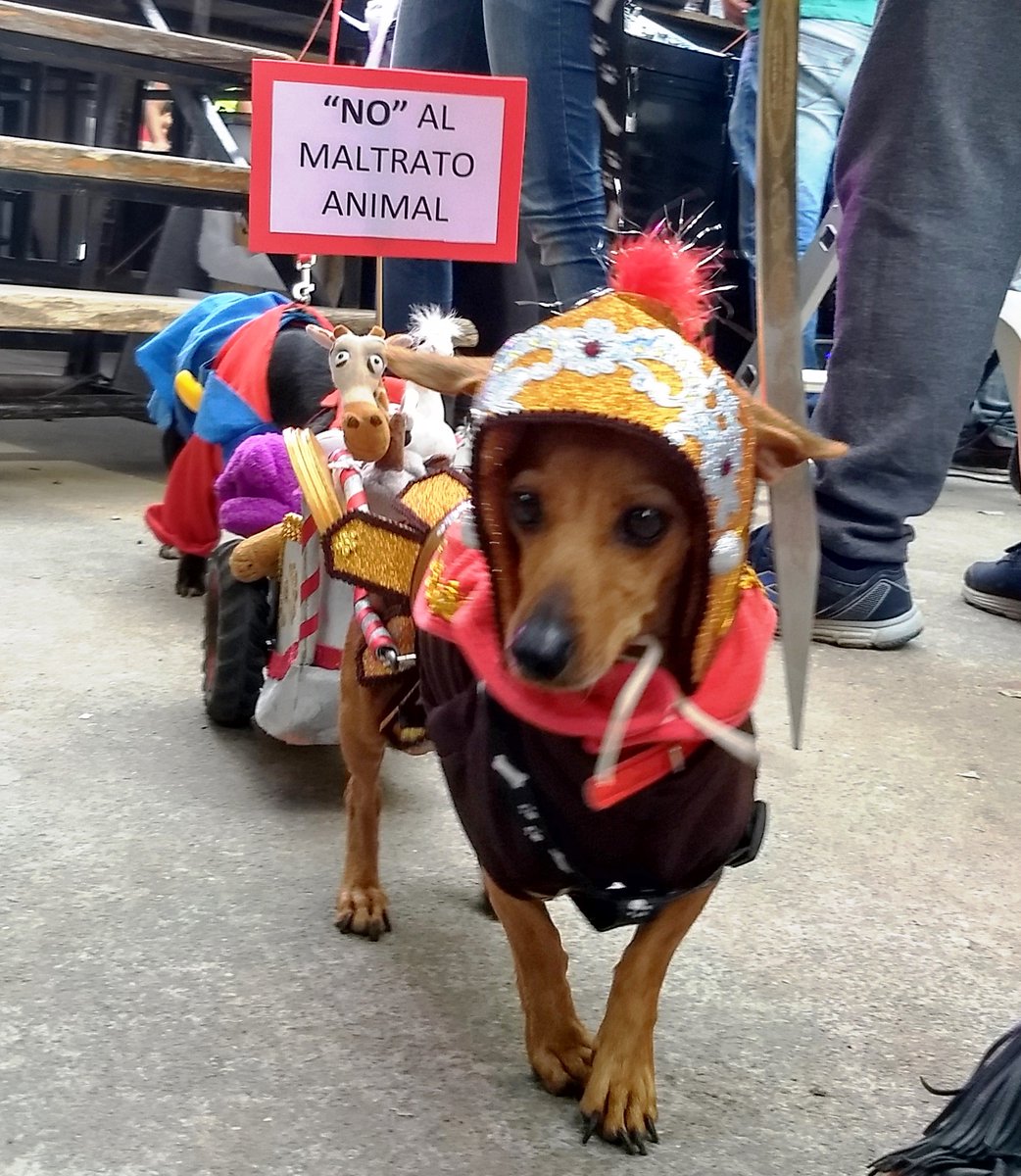 La Asociación Proteccionista de Animales de Salta realizó la última edición de “Animalandia”