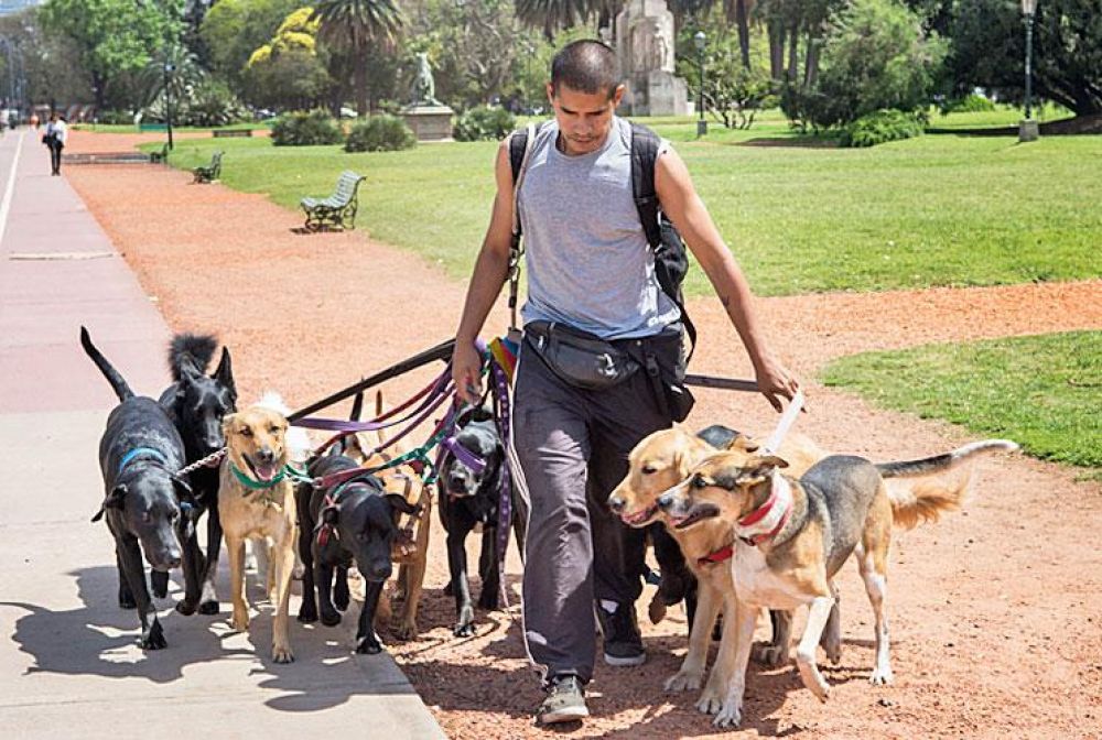 La Municipalidad inscribirá y capacitará a paseadores de perros