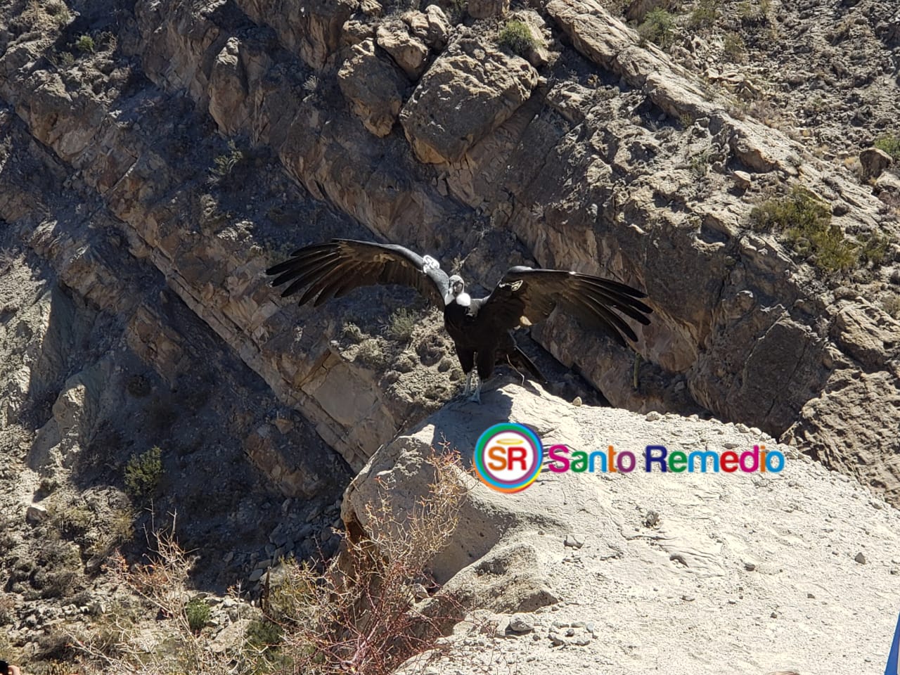 Suyana, el cóndor andino hembra volvió a su hábitat luego de 2 años de recuperación