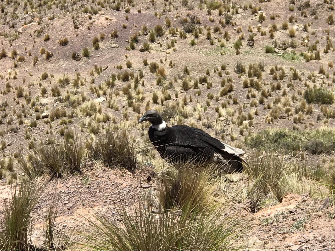 Quespisqan, el condór andino fue liberado en Chicoana luego de un envenenamiento