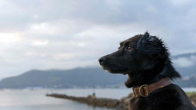 Murió Comando, el perro que esperaba en el muelle a su dueña tripulante del ARA