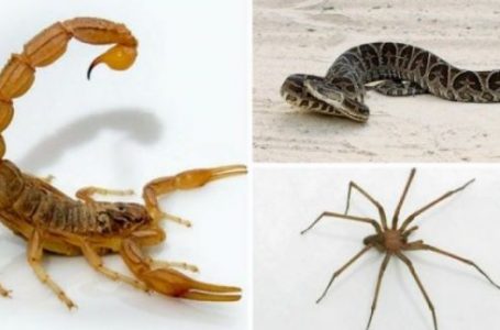 Las altas temperaturas son propicias para la aparición de alacranes, arañas y serpientes