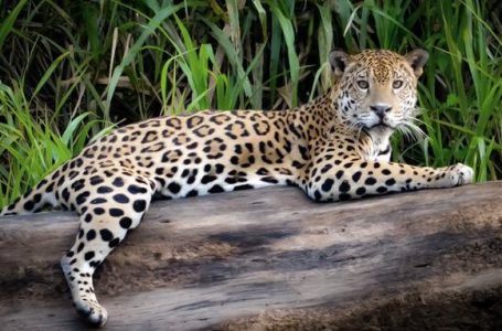Buscan la conservación del yaguareté en Brasil, Paraguay y Argentina