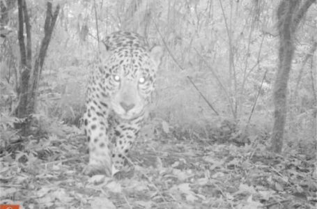 Evalúan un corredor ecológico clave para la supervivencia del yaguareté