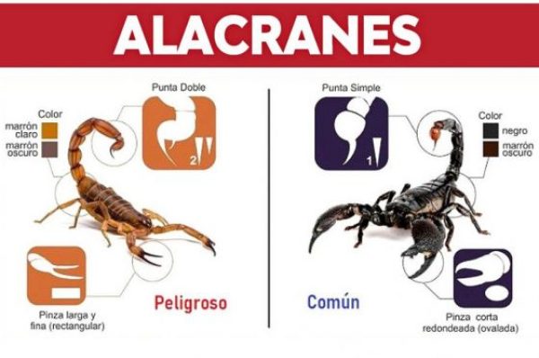 Más de 250 picaduras de alacranes fueron notificadas durante el primer semestre en la provincia