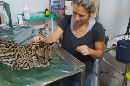 Salvan a un felino atropellado en la ruta Nº 50, en Orán.