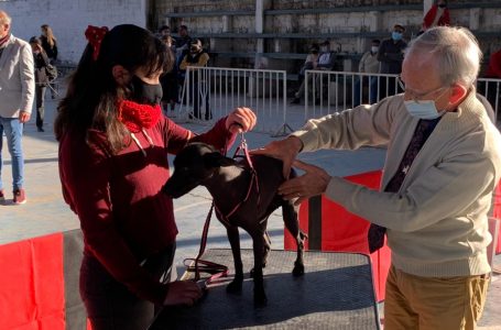 Se realizó la muestra canina de Salta Kannel Club