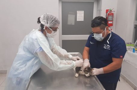 Hoy se celebra el “Día del Veterinario” en la Argentina
