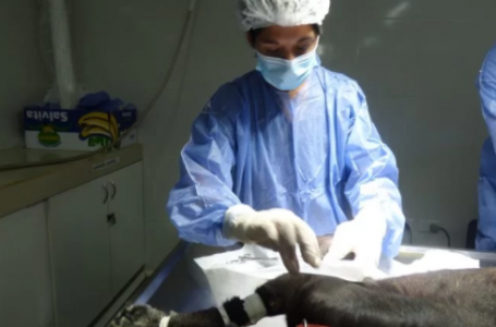 Salvan la vida de un animal en situación de calle con cirugía de alta complejidad