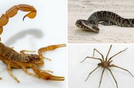 Las altas temperaturas son propicias para la aparición de alacranes, arañas y serpientes
