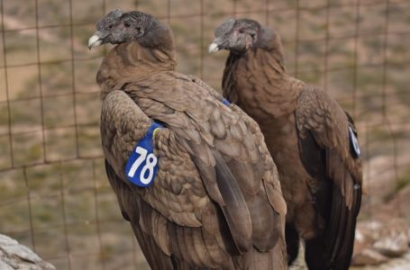 Huasi y Yastay, dos cóndores sin experiencia de vuelo fueron liberados