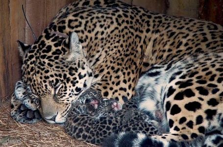 Nacieron dos yaguaretés en El Impenetrable: serán trasladados a Iberá