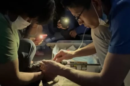 Rescataron 15 animales entre perros y gatos de los incendios