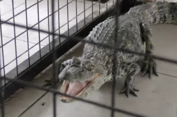 Atrapan a un yacaré: pueden medir hasta dos metros y pesar 90 kilos