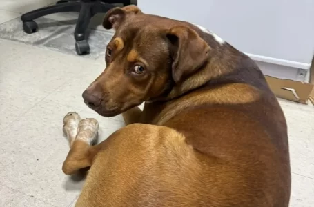 Se busca al dueño de un perro extraviado en el Centro Cívico Municipal
