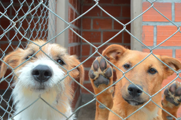 Quienes abandonen o maltraten animales no podrán obtener su carnet de conducir