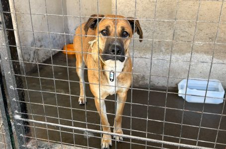 Rescataron 35 animales extraviados durante las celebraciones del Milagro